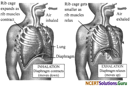 NCERT Solutions for Class 7 Science Chapter 10 Respiration in Organisms 5