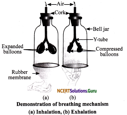 NCERT Solutions for Class 7 Science Chapter 10 Respiration in Organisms 6