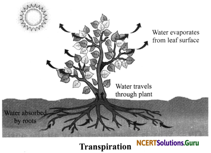 NCERT Solutions for Class 7 Science Chapter 11 Transportation in Animals and Plants 6