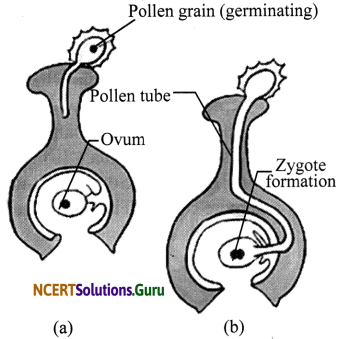 NCERT Solutions for Class 7 Science Chapter 12 Reproduction in Plants 17