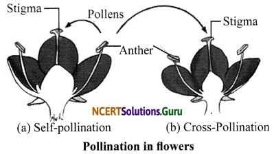 NCERT Solutions for Class 7 Science Chapter 12 Reproduction in Plants 18