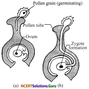 NCERT Solutions for Class 7 Science Chapter 12 Reproduction in Plants 2