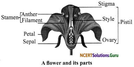 NCERT Solutions for Class 7 Science Chapter 12 Reproduction in Plants 6