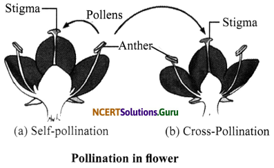 NCERT Solutions for Class 7 Science Chapter 12 Reproduction in Plants 8