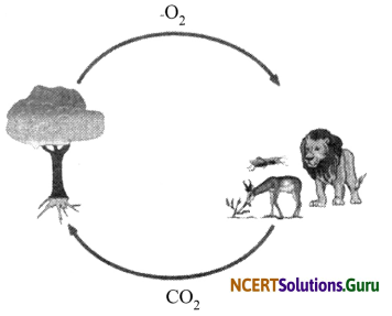 NCERT Solutions for Class 7 Science Chapter 17 Forests Our Lifeline 1