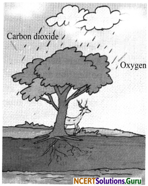 NCERT Solutions for Class 7 Science Chapter 17 Forests Our Lifeline 2