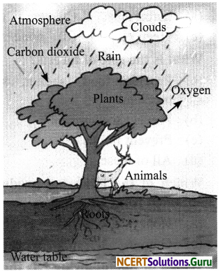 NCERT Solutions for Class 7 Science Chapter 17 Forests Our Lifeline 3