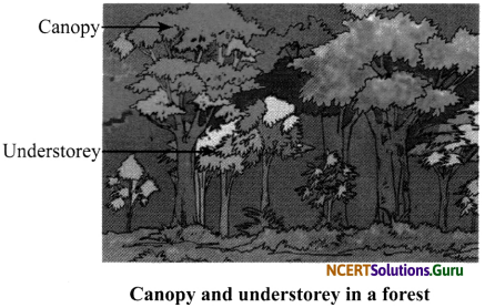 NCERT Solutions for Class 7 Science Chapter 17 Forests Our Lifeline 5