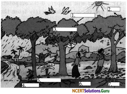 NCERT Solutions for Class 7 Science Chapter 17 Forests Our Lifeline 6