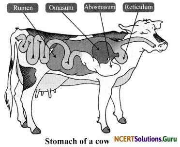 NCERT Solutions for Class 7 Science Chapter 2 Nutrition in Animals 11