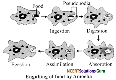 NCERT Solutions for Class 7 Science Chapter 2 Nutrition in Animals 12