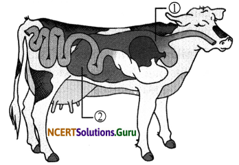 NCERT Solutions for Class 7 Science Chapter 2 Nutrition in Animals 16