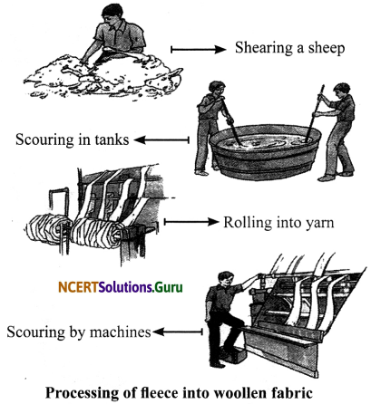 NCERT Solutions for Class 7 Science Chapter 3 Fibre to Fabric 5