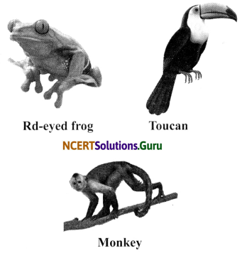 NCERT Solutions for Class 7 Science Chapter 7 Weather, Climate and Adaptations of Animals of Climate 3