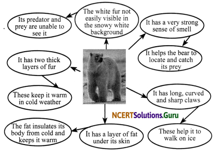 NCERT Solutions for Class 7 Science Chapter 7 Weather, Climate and Adaptations of Animals of Climate 7