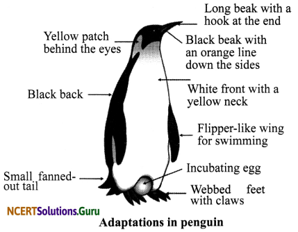 NCERT Solutions for Class 7 Science Chapter 7 Weather, Climate and Adaptations of Animals of Climate 8