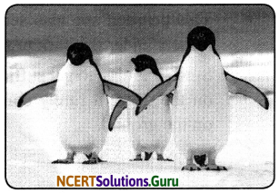 NCERT Solutions for Class 7 Science Chapter 7 Weather, Climate and Adaptations of Animals of Climate 9