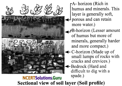 NCERT Solutions for Class 7 Science Chapter 9 Soil 1