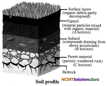 NCERT Solutions for Class 7 Science Chapter 9 Soil 6