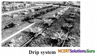 NCERT Solutions for Class 8 Science Chapter 1 Crop Production and Management 10