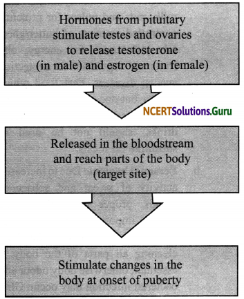 NCERT Solutions for Class 8 Science Chapter 10 Reaching the Age of Adolescence 8