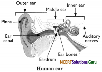 NCERT Solutions for Class 8 Science Chapter 13 Sound 7