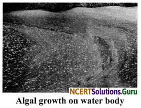 NCERT Solutions for Class 8 Science Chapter 18 Pollution of Air and Water 1