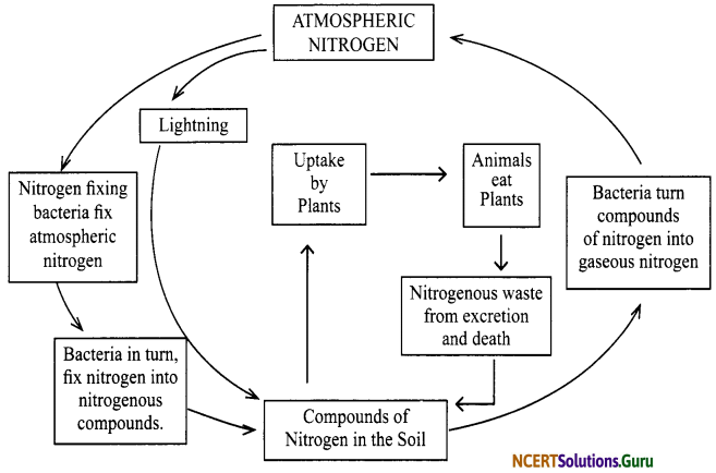 NCERT Solutions for Class 8 Science Chapter 2 Microorganisms Friend and Foe 10