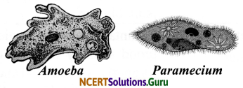 NCERT Solutions for Class 8 Science Chapter 2 Microorganisms Friend and Foe 13
