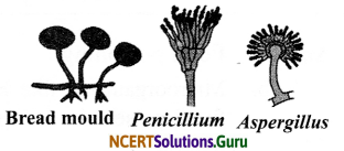 NCERT Solutions for Class 8 Science Chapter 2 Microorganisms Friend and Foe 14