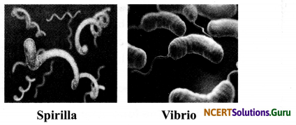 NCERT Solutions for Class 8 Science Chapter 2 Microorganisms Friend and Foe 9