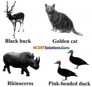 NCERT Solutions for Class 8 Science Chapter 7 Conservation of Plants and Animals 3