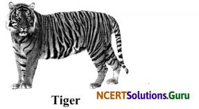 NCERT Solutions for Class 8 Science Chapter 7 Conservation of Plants and Animals 4