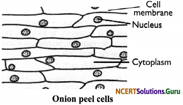NCERT Solutions for Class 8 Science Chapter 8 Cell – Structure and Functions 11