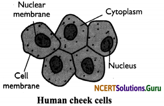 NCERT Solutions for Class 8 Science Chapter 8 Cell – Structure and Functions 12
