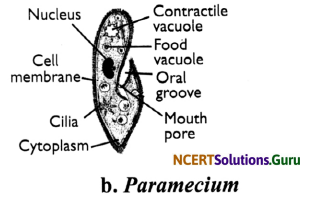 NCERT Solutions for Class 8 Science Chapter 8 Cell – Structure and Functions 14