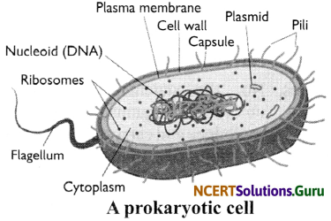 NCERT Solutions for Class 8 Science Chapter 8 Cell – Structure and Functions 15