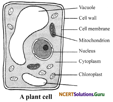 NCERT Solutions for Class 8 Science Chapter 8 Cell – Structure and Functions 16