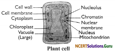 NCERT Solutions for Class 8 Science Chapter 8 Cell – Structure and Functions 3
