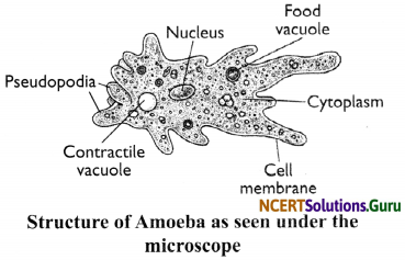 NCERT Solutions for Class 8 Science Chapter 8 Cell – Structure and Functions 5