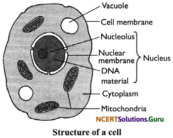 NCERT Solutions for Class 8 Science Chapter 8 Cell – Structure and Functions 6