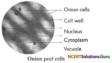 NCERT Solutions for Class 8 Science Chapter 8 Cell – Structure and Functions 7