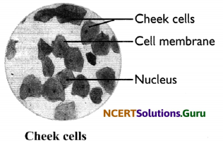 NCERT Solutions for Class 8 Science Chapter 8 Cell – Structure and Functions 8