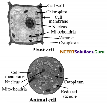 NCERT Solutions for Class 8 Science Chapter 8 Cell – Structure and Functions 9
