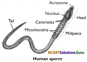 NCERT Solutions for Class 8 Science Chapter 9 Reproduction in Animals 19