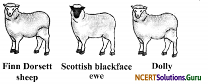 NCERT Solutions for Class 8 Science Chapter 9 Reproduction in Animals 9