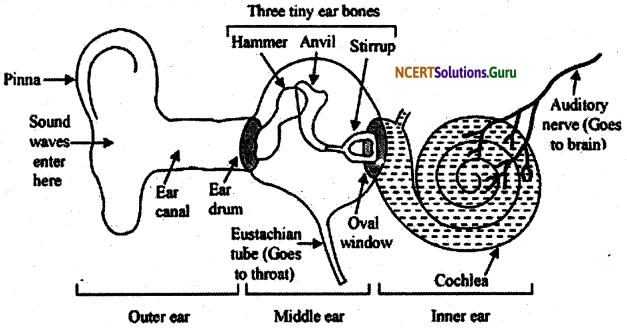 NCERT Solutions for Class 9 Science Chapter 12 Sound 6