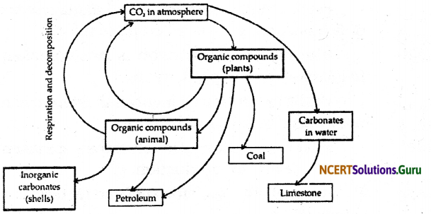 NCERT Solutions for Class 9 Science Chapter 14 Natural Resources 3