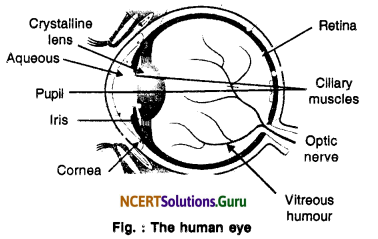 NCERT Solutions for Class 10 Science Chapter 11 The Human Eye and the Colourful World 14