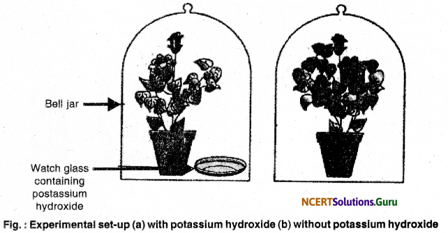 NCERT Solutions for Class 10 Science Chapter 6 Life Processes 11